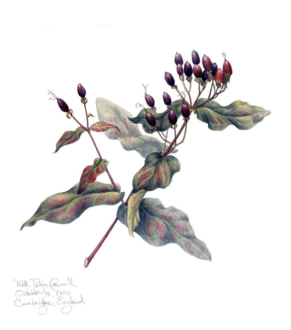 Hypericum, a watercolor by Ruth Councell