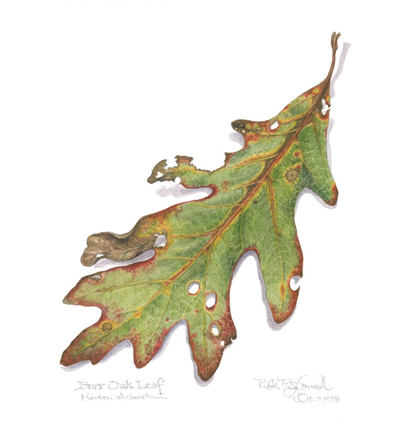 Burr oak leaf, a watercolor by Ruth Councell